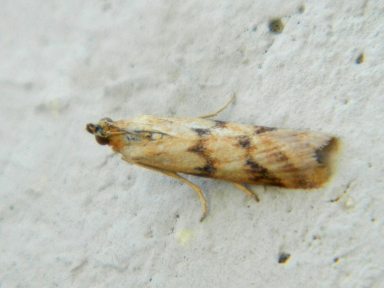 Homoeosoma sinuella ?
